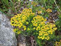 Euphorbe petit-cypres - Euphorbia cyparissias (3)